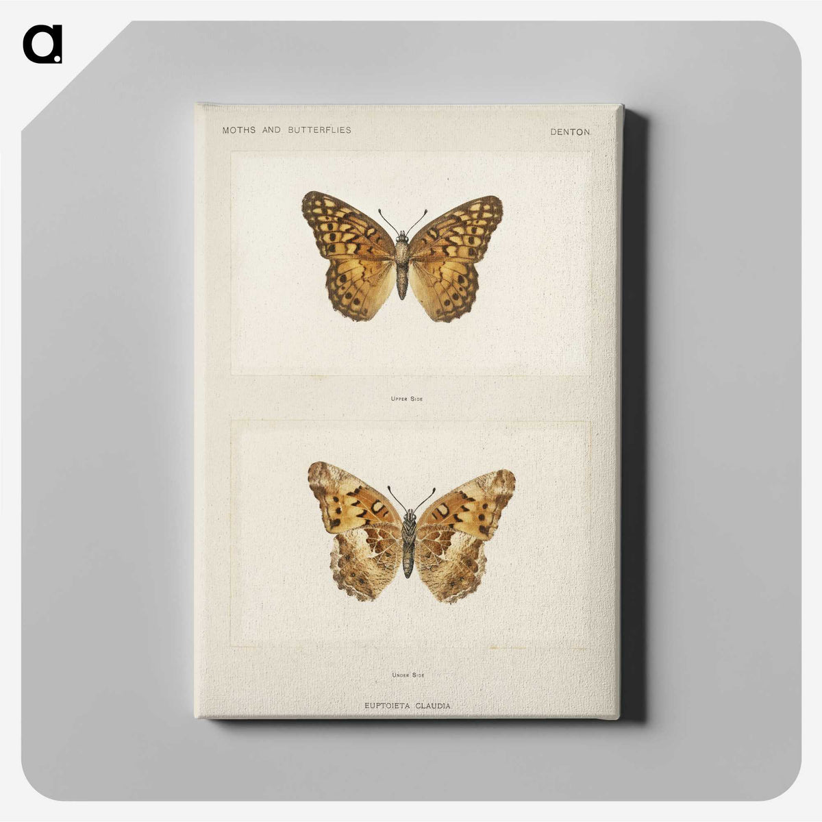 1-50_Moths-and-Butterflies-of-the-United-States_canvas