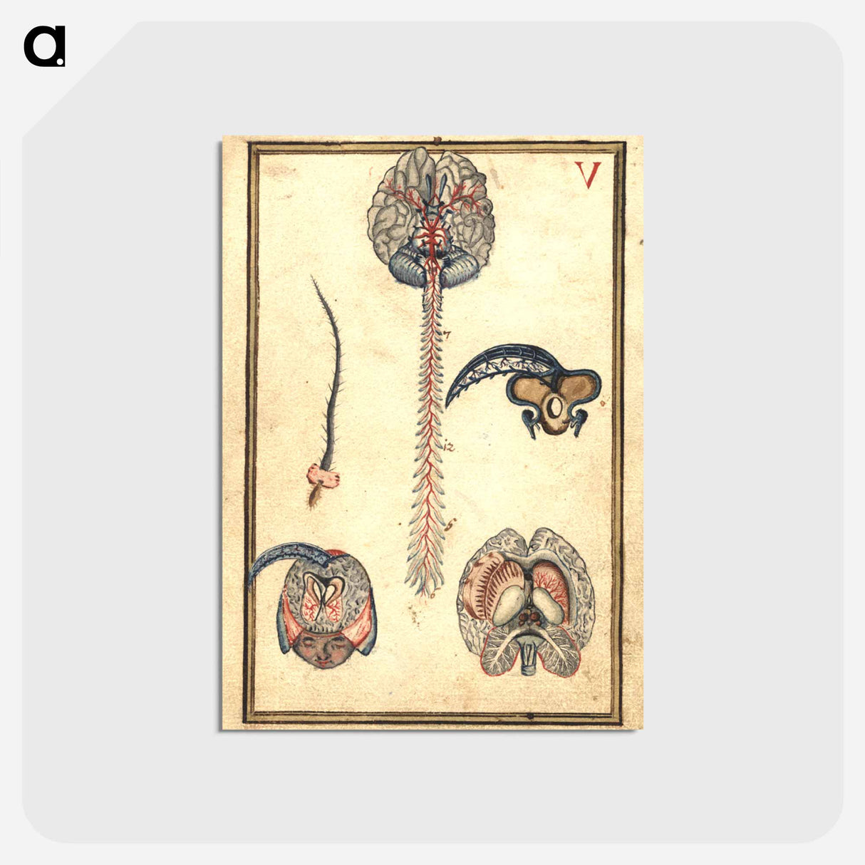 アートポストカード-Anatomical Study of the Brain
- 国立医学図書館 Postcard.