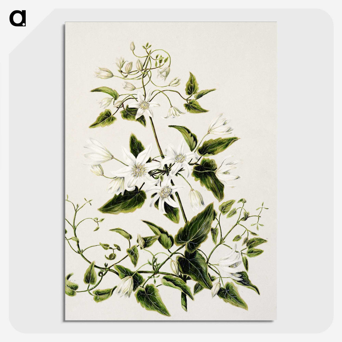 1-50_Native-Flowering-Plants-of-New-Zealand_picture-crop