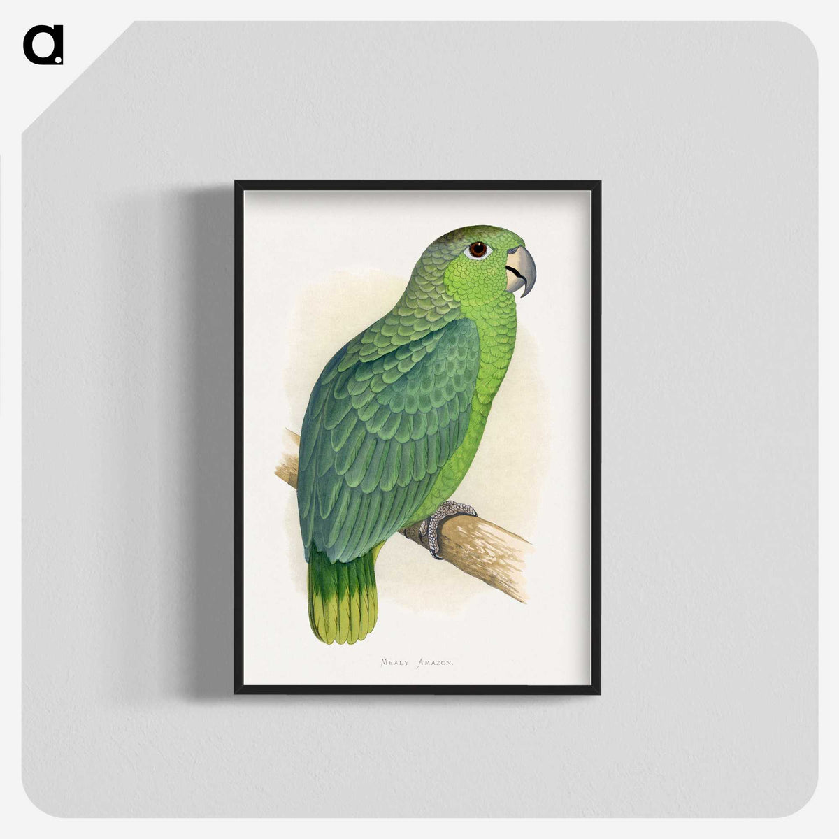 1-50_Parrots-in-Captivity_blk-crop