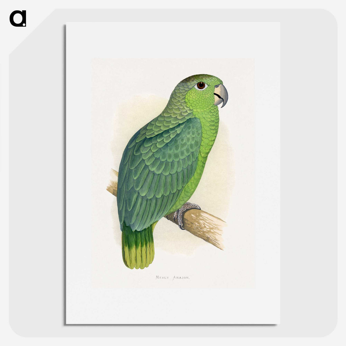 1-50_Parrots-in-Captivity_picture