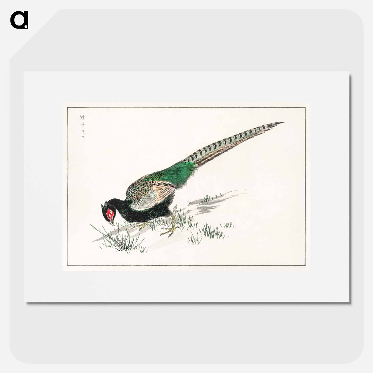 アートポスター-Green Pheasant Illustration
- 鳥類図鑑 Poster.