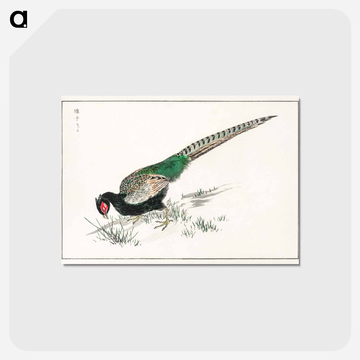 アートポストカード-Green Pheasant Illustration
- 鳥類図鑑 Postcard.