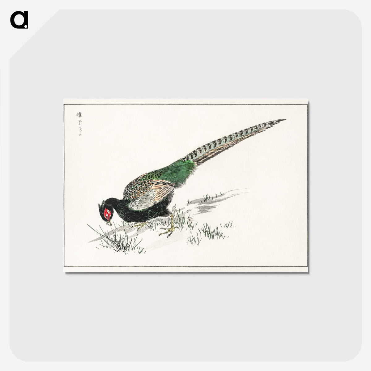 1-50_Pictorial-Monograph-of-Birds_postcard