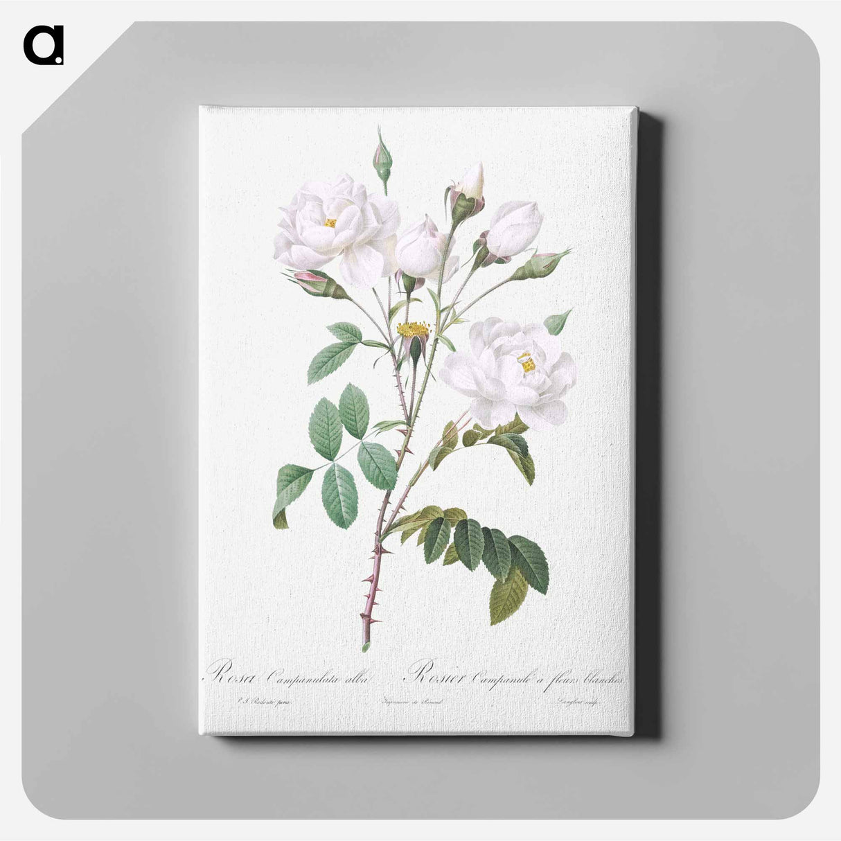 アートパネル-Rosa campanulata alba - ピエール ジョゼフ ルドゥーテ Canvas.
