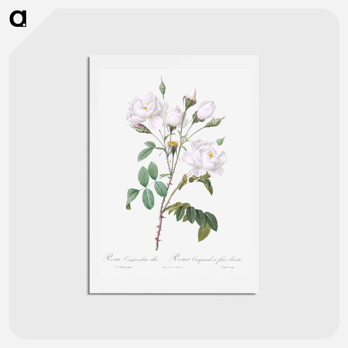 アートポストカード-Rosa campanulata alba - ピエール ジョゼフ ルドゥーテ Postcard.