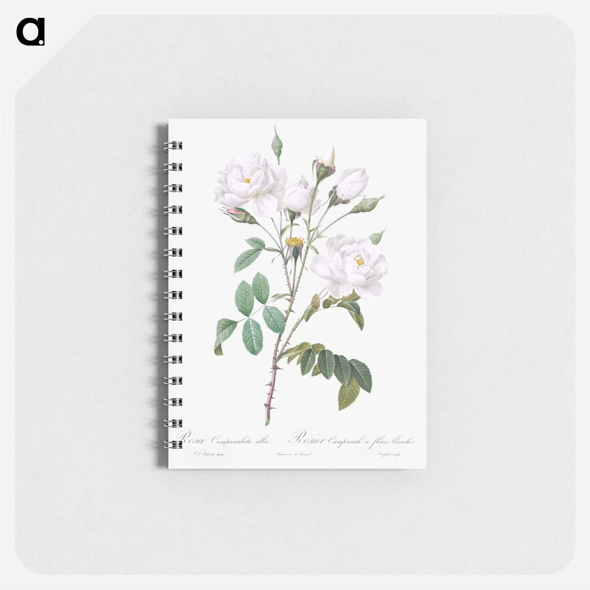 Rosa campanulata alba - ピエール ジョゼフ ルドゥーテ Memo.