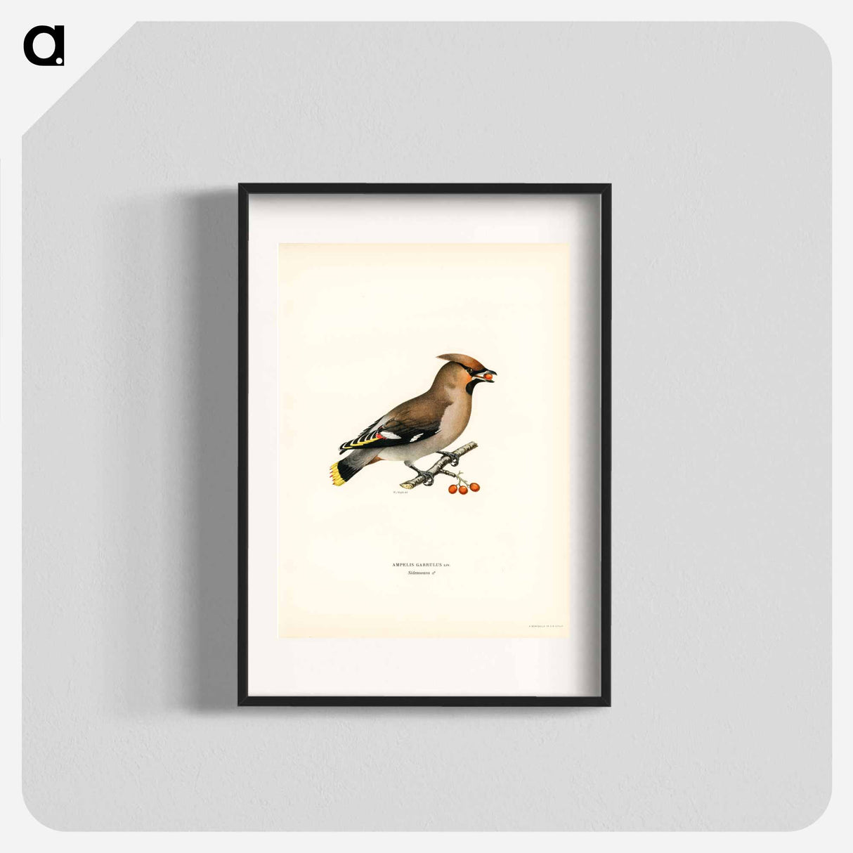 アートポスター-Bohemian Waxwing
- スヴェンスカ フォグラル Poster.