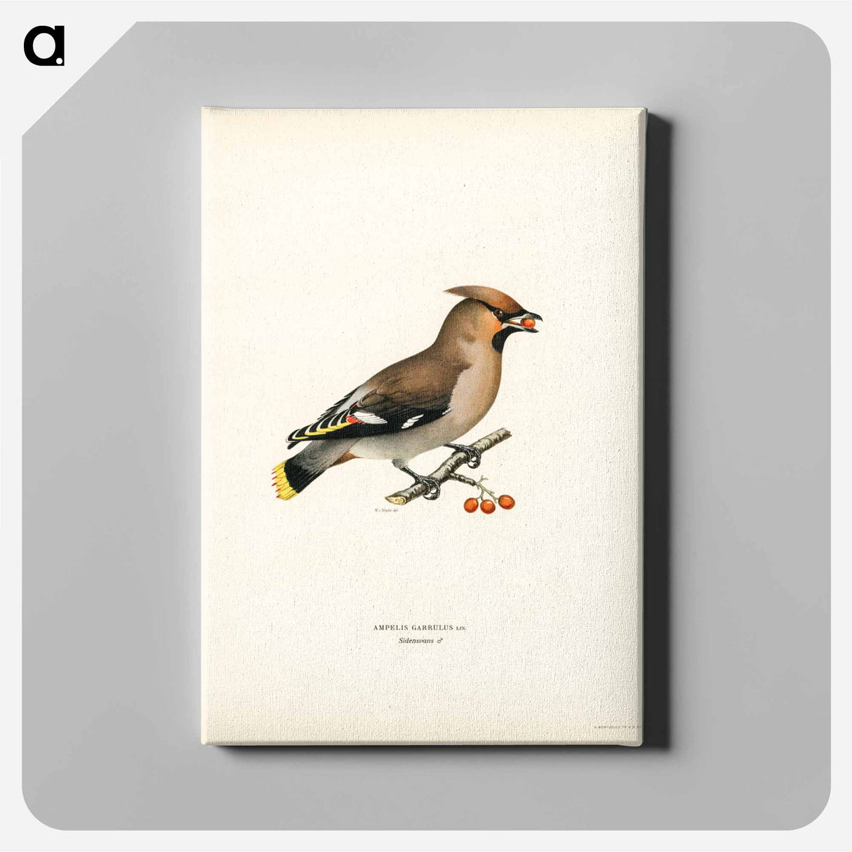 アートパネル-Bohemian Waxwing
- スヴェンスカ フォグラル Canvas.