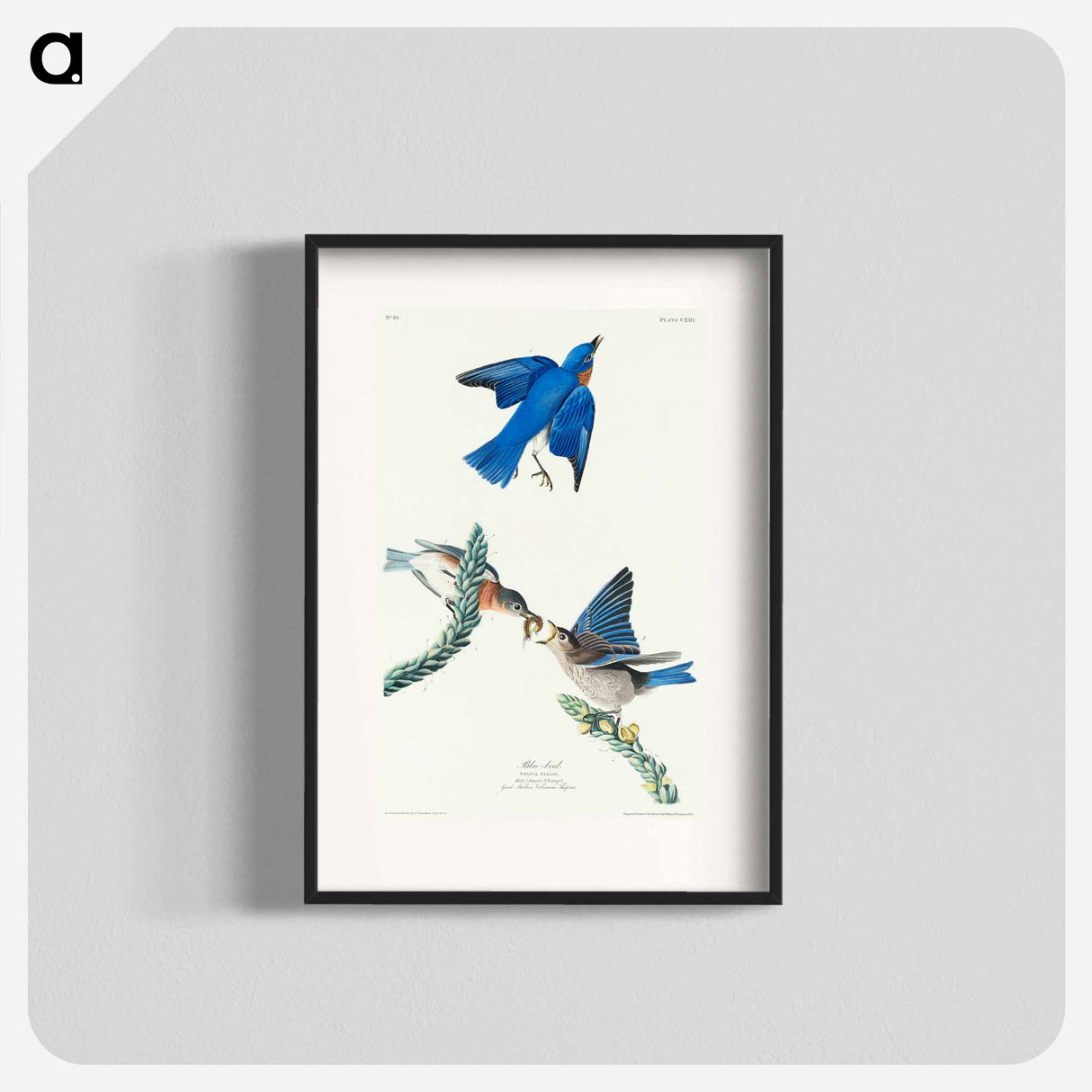 アートポスター-Blue-bird from Birds of America
- アメリカの鳥たち Poster.