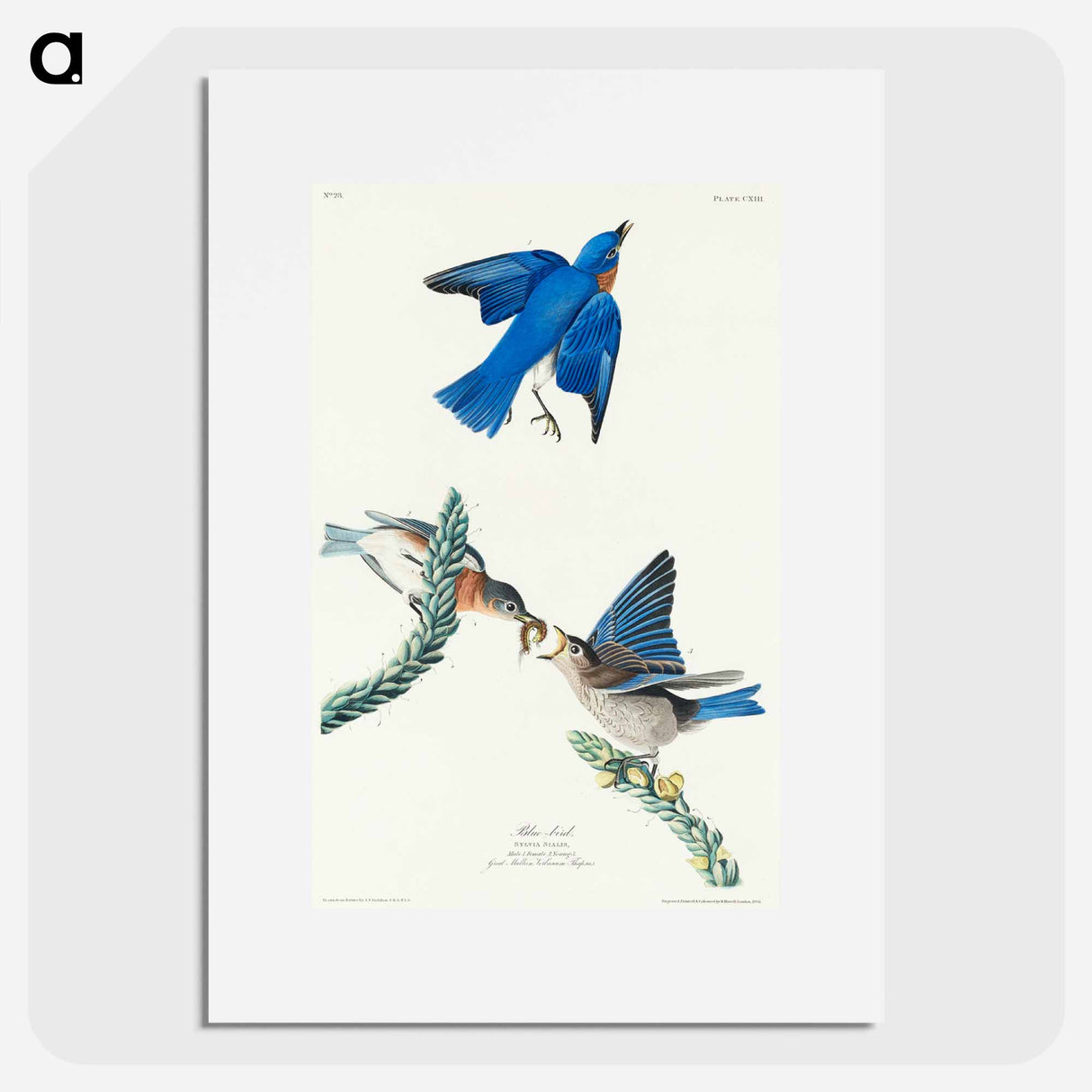 アートポスター-Blue-bird from Birds of America
- アメリカの鳥たち Poster.