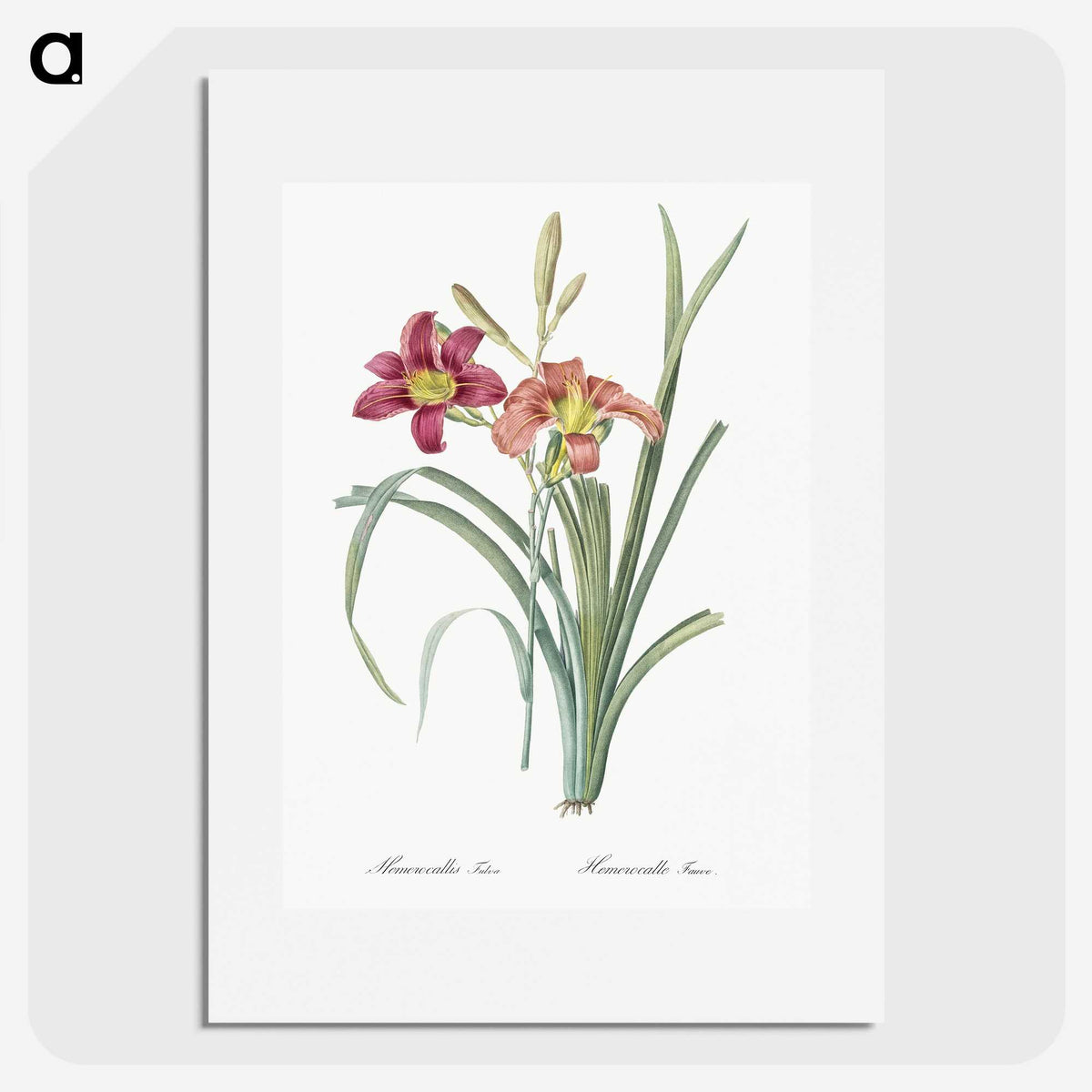 1-50_The-Lilies_picture