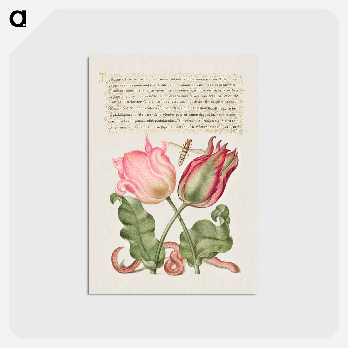アートポストカード-Tulips, Insect, and Worm from Mira Calligraphiae Monumenta
- 書道のお手本 Postcard.