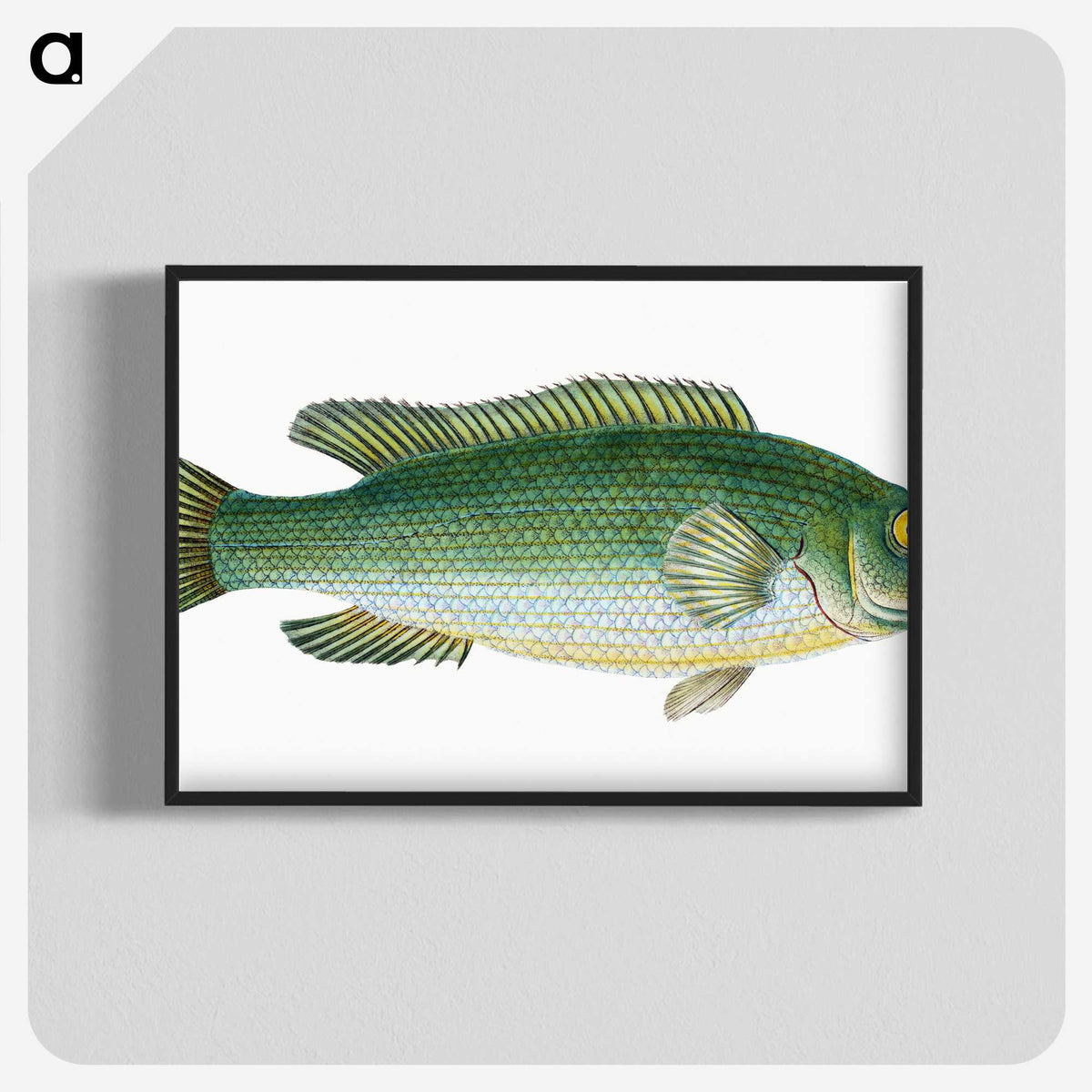 1-50_The-Natural-History-of-British-Fishes_blk-crop