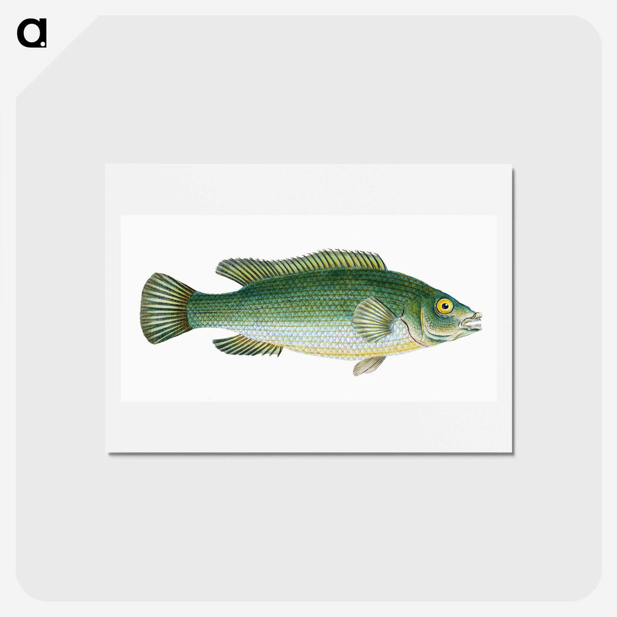 1-50_The-Natural-History-of-British-Fishes_hagaki