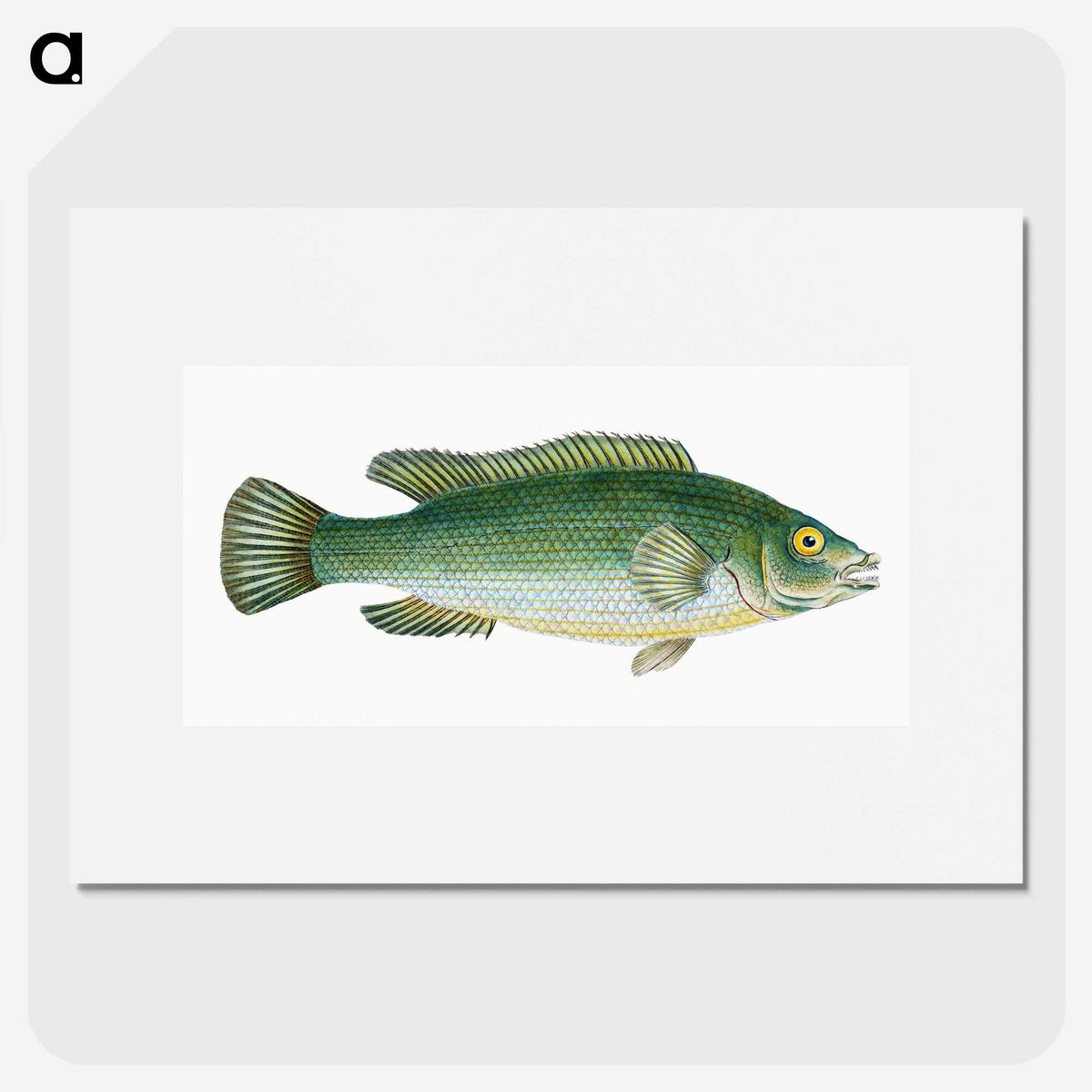 1-50_The-Natural-History-of-British-Fishes_picture