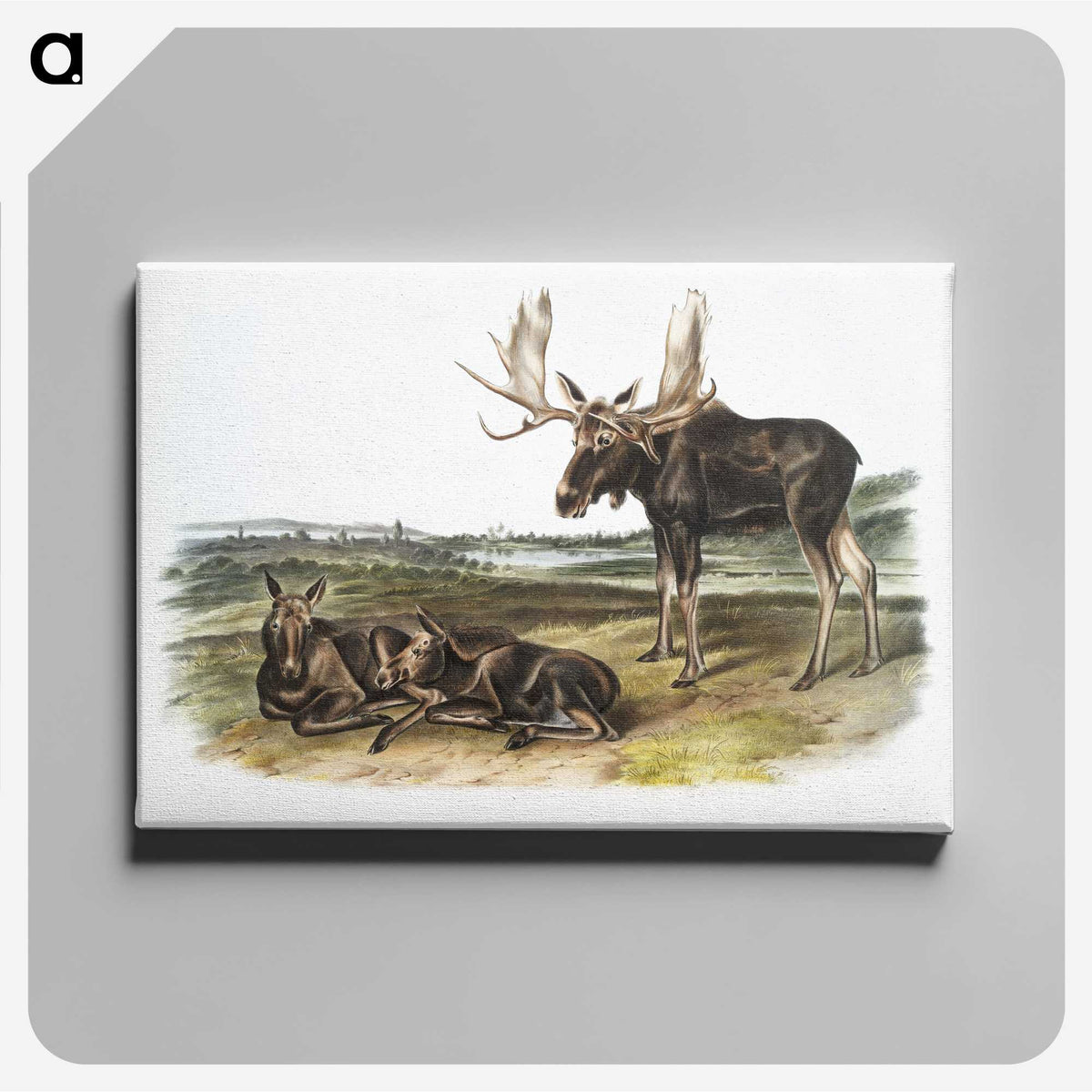 1-50_The-Viviparous-Quadrupeds_canvas