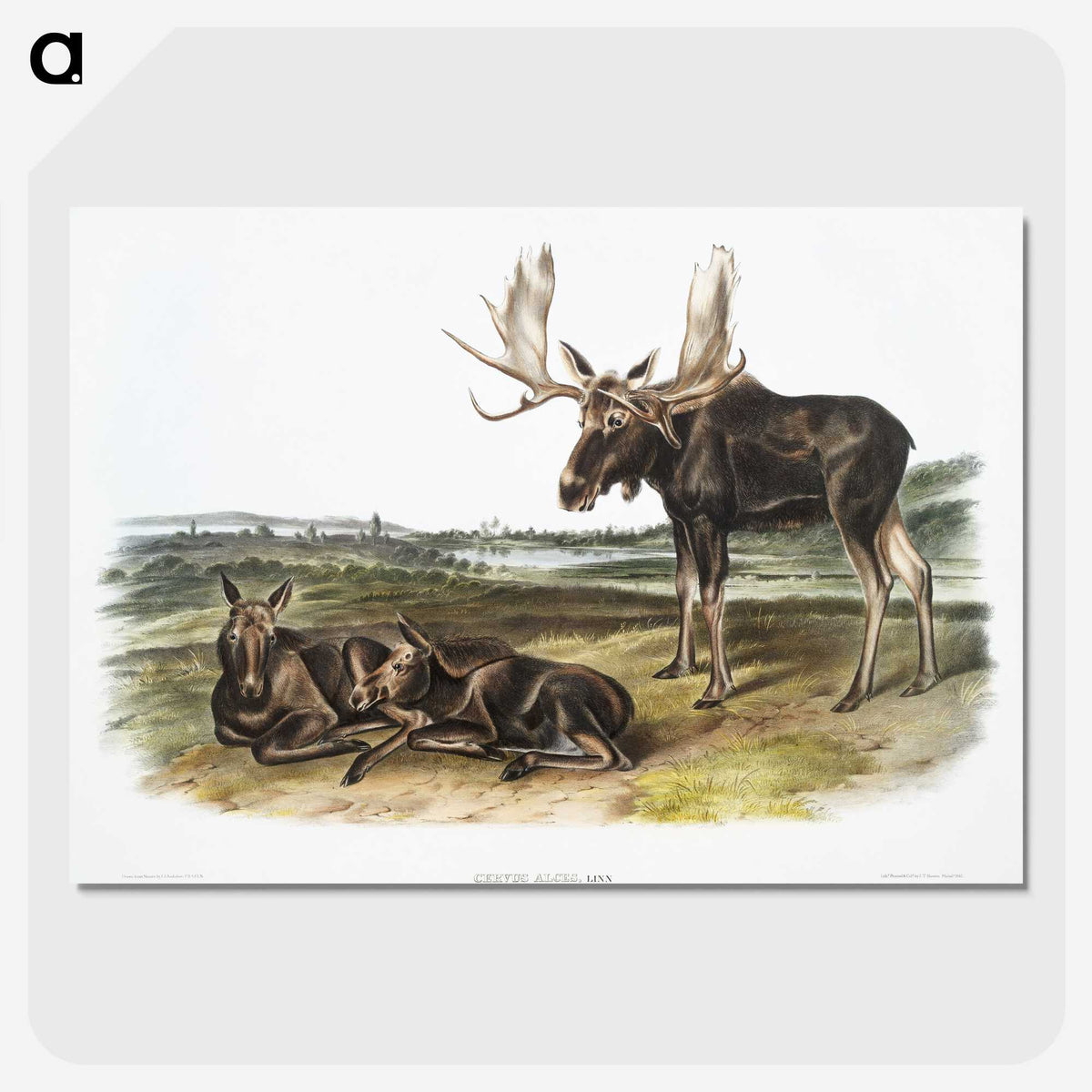 1-50_The-Viviparous-Quadrupeds_picture-crop
