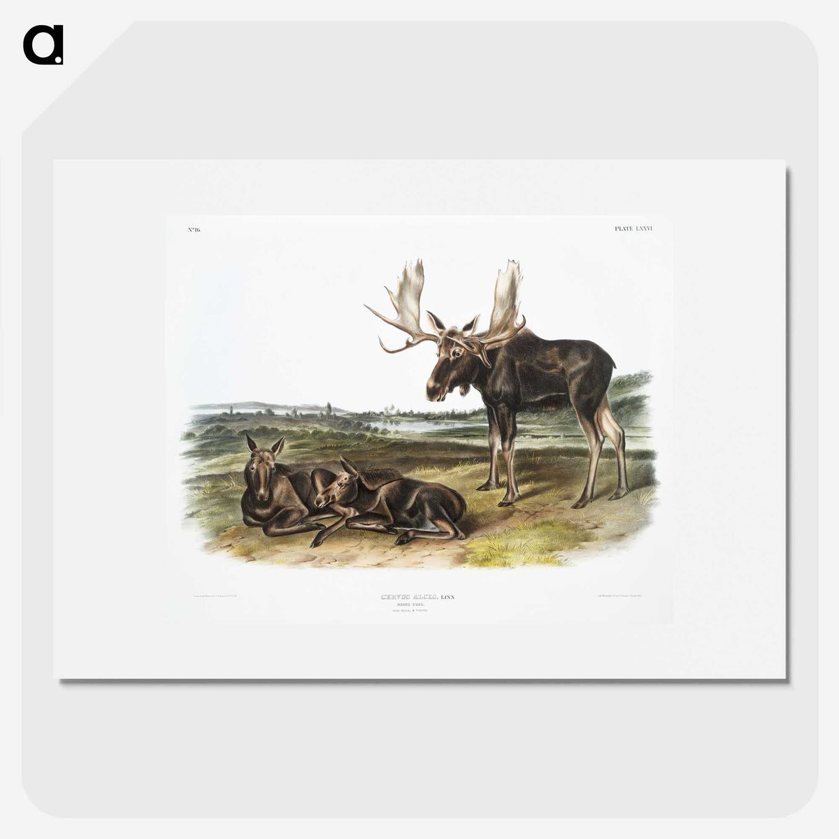 1-50_The-Viviparous-Quadrupeds_picture
