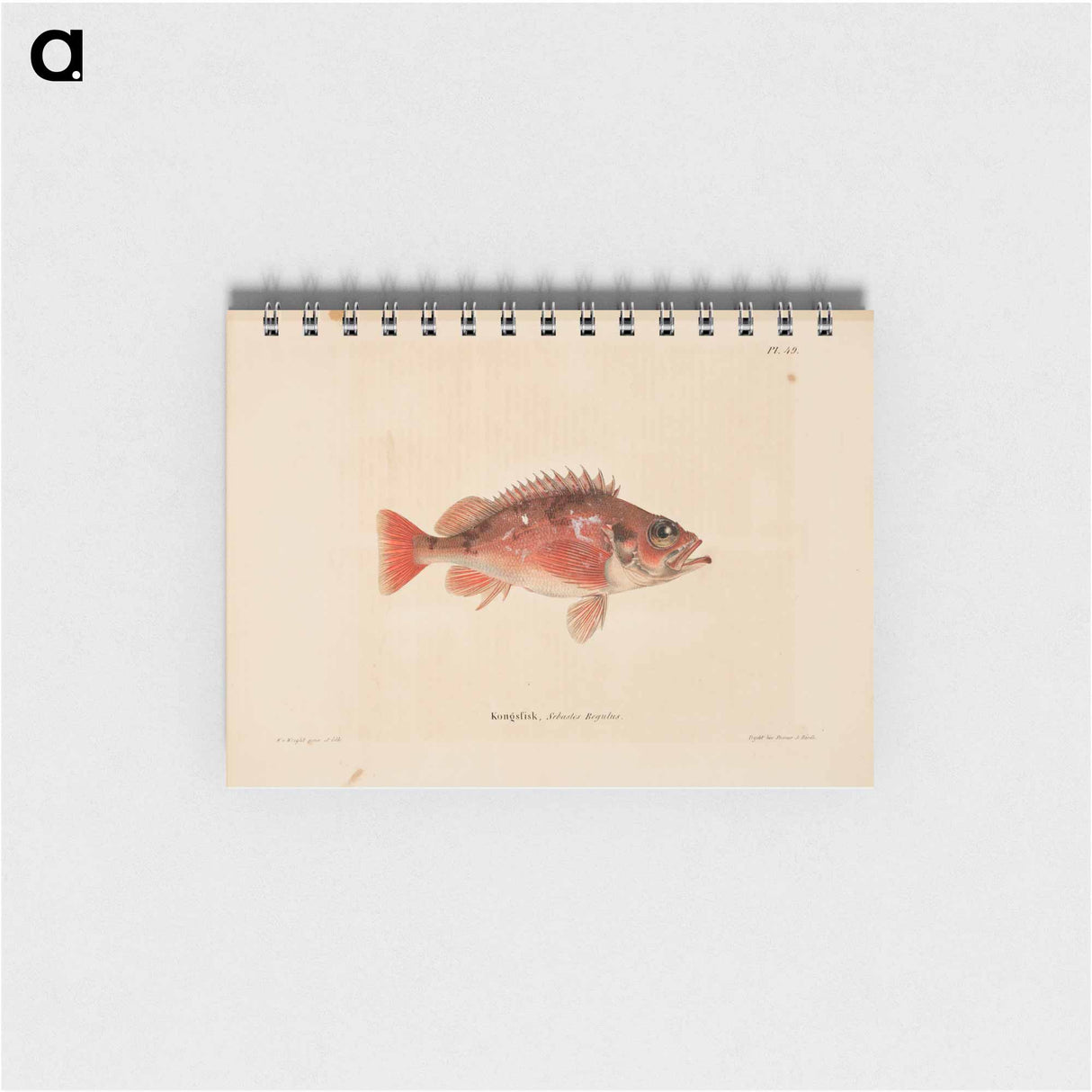 Norway redfish - ヴィルヘルム フォン ライト Memo.