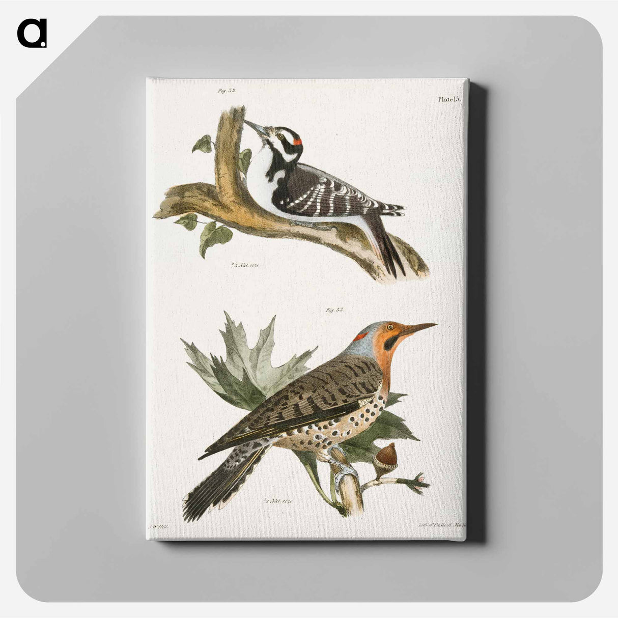 The Hairy Woodpecker - ニューヨークの動物学 Canvas.