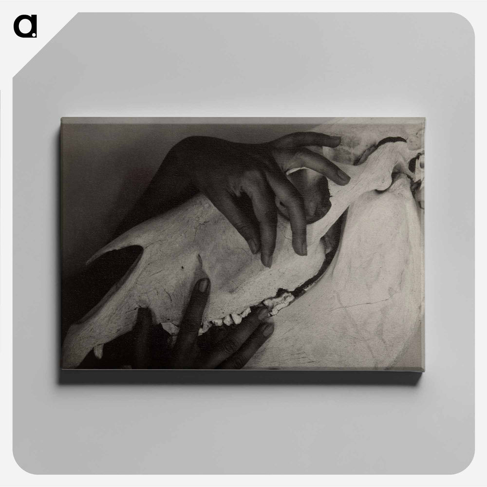 Hands and Horse Skull - アルフレッド スティーグリッツ Canvas.