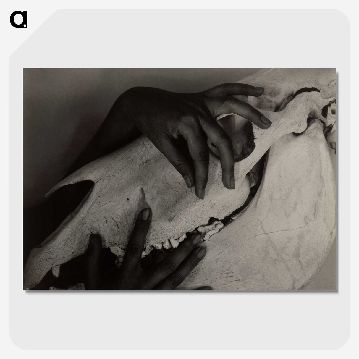 1-51_Alfred-Stieglitz_picture-crop