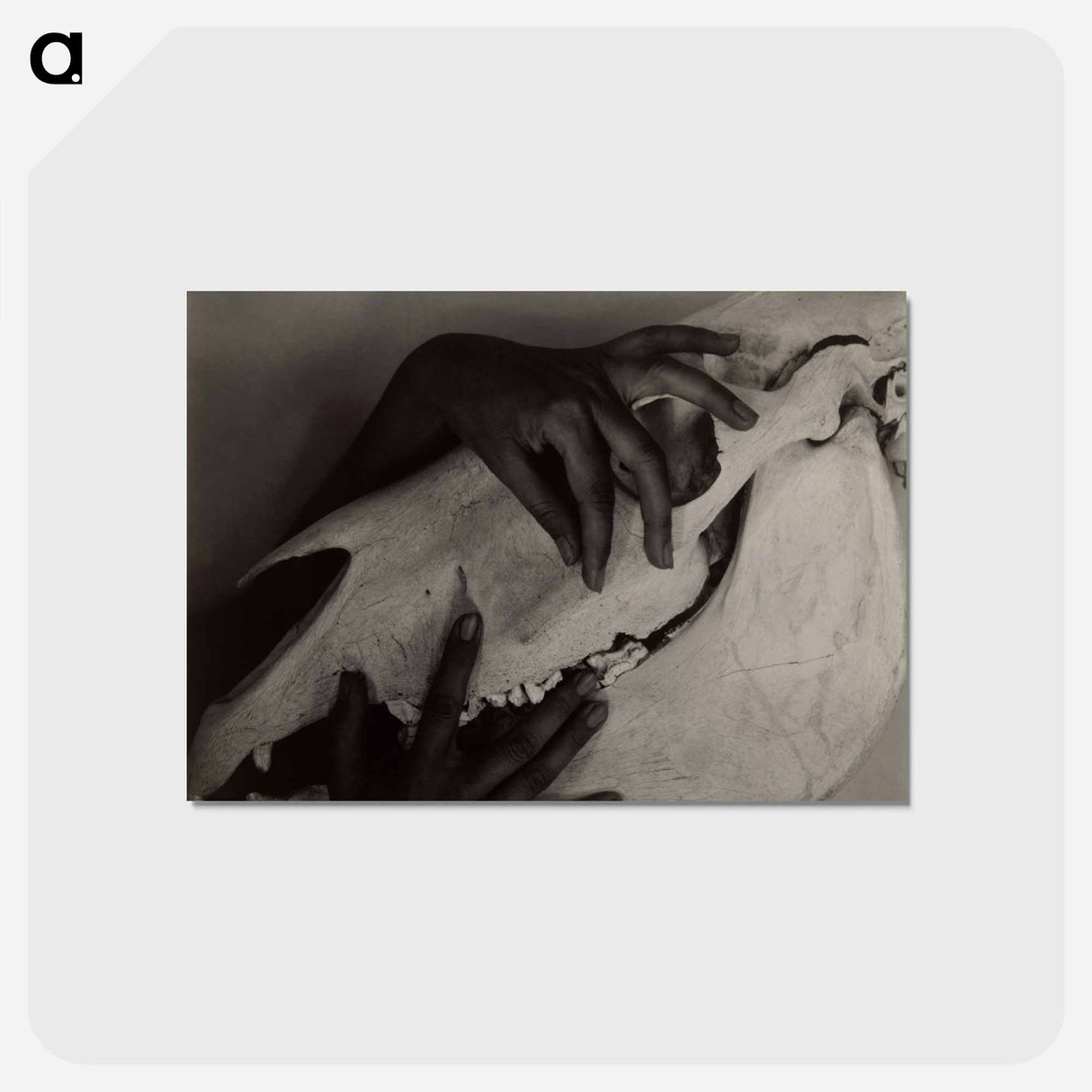 アートポストカード-Hands and Horse Skull - アルフレッド スティーグリッツ Postcard.