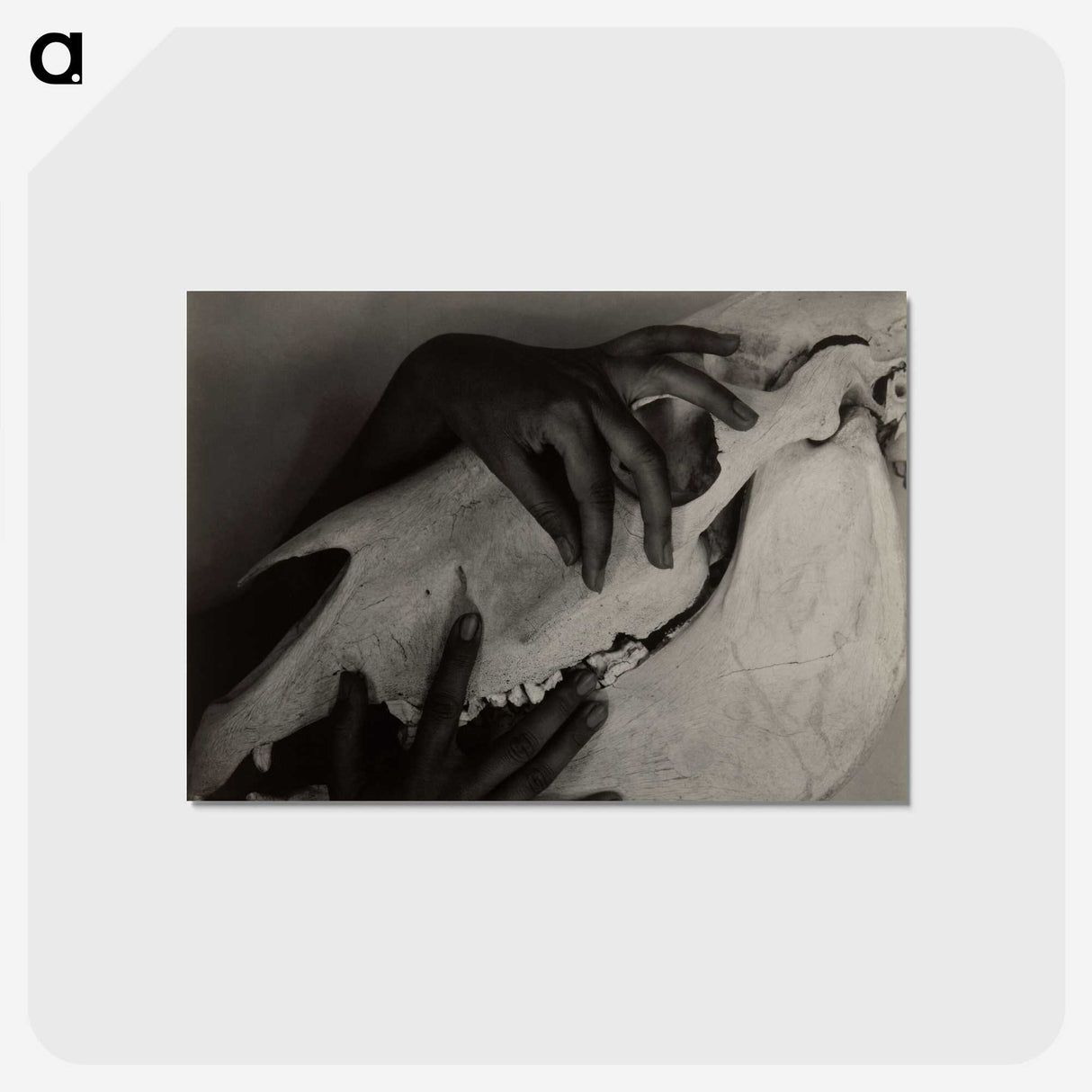 1-51_Alfred-Stieglitz_postcard