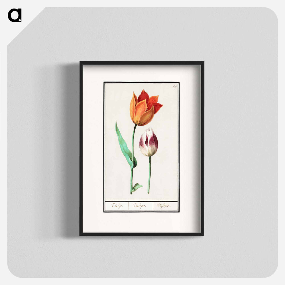 Tulip - アンセルムス ボエティウス デ ブート Poster.