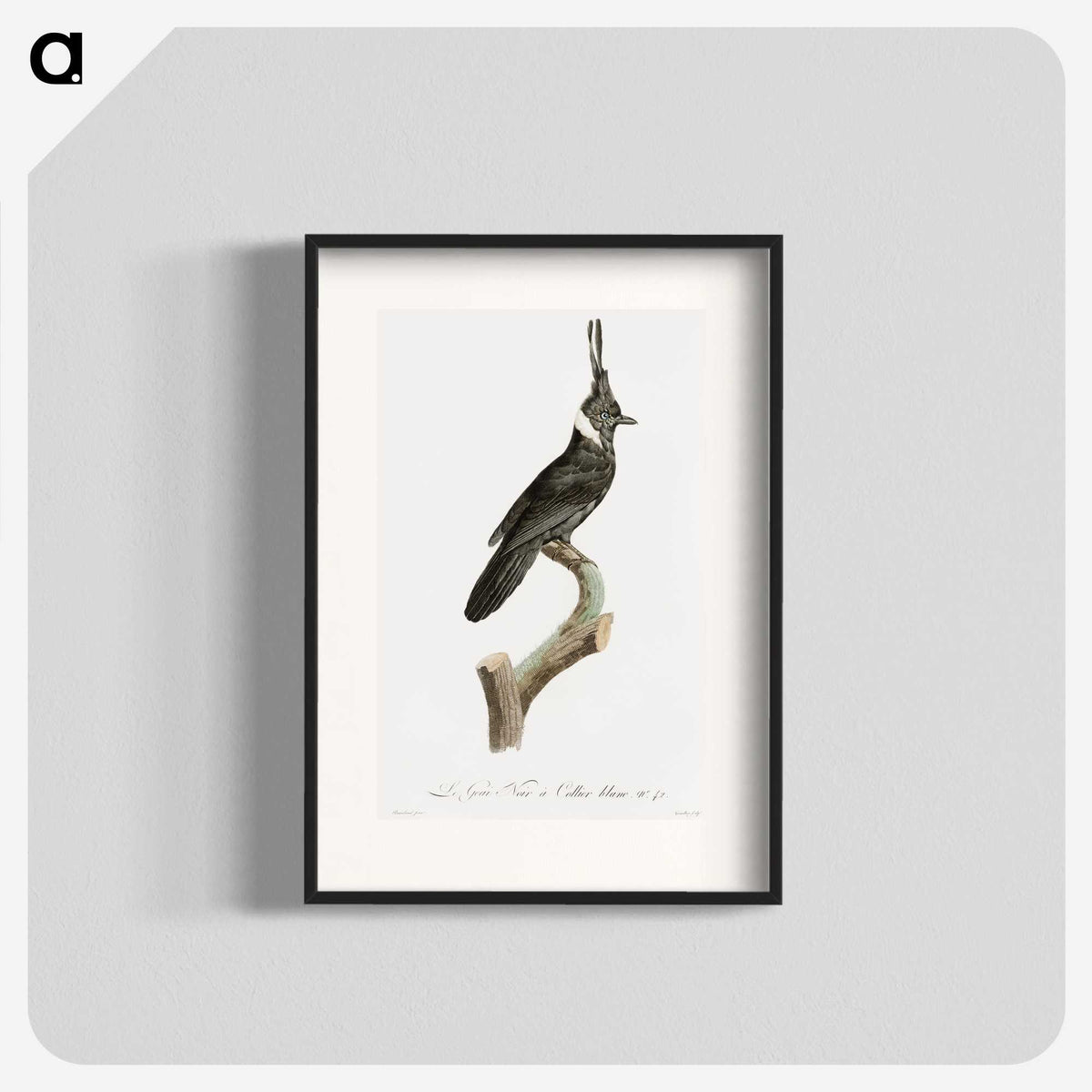 1-51_Des-Oiseaux-de-Paradis_blk