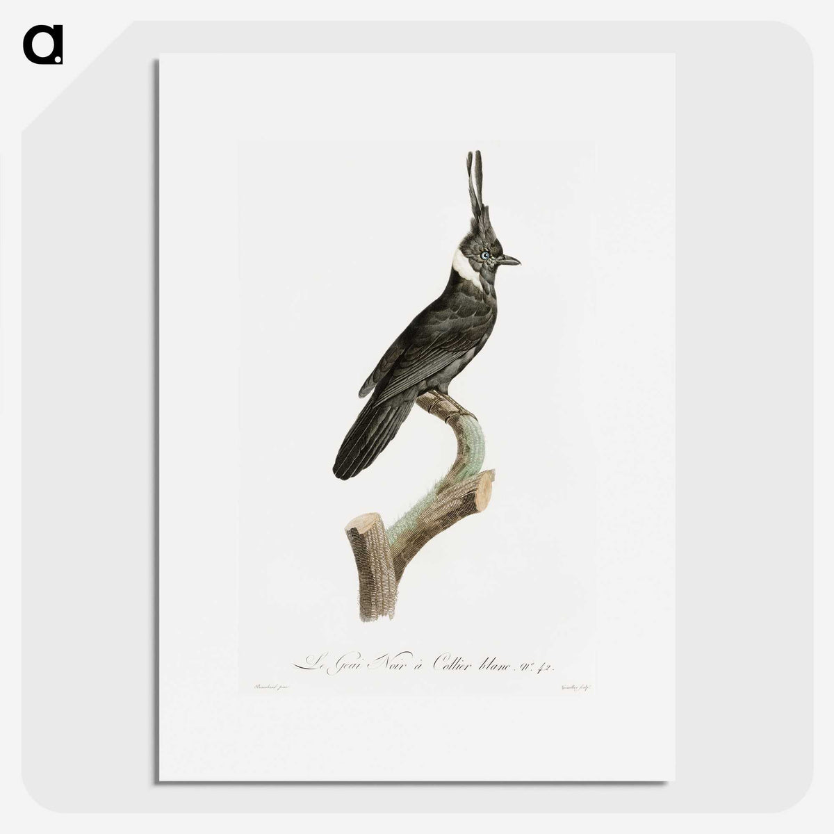 1-51_Des-Oiseaux-de-Paradis_picture