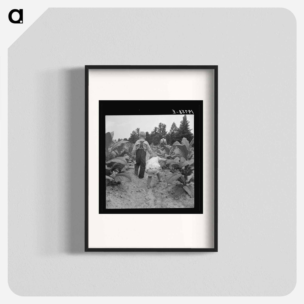 Children helping father, tobacco sharecropper, at work in tobacco patch - Dorothea Lange Poster.