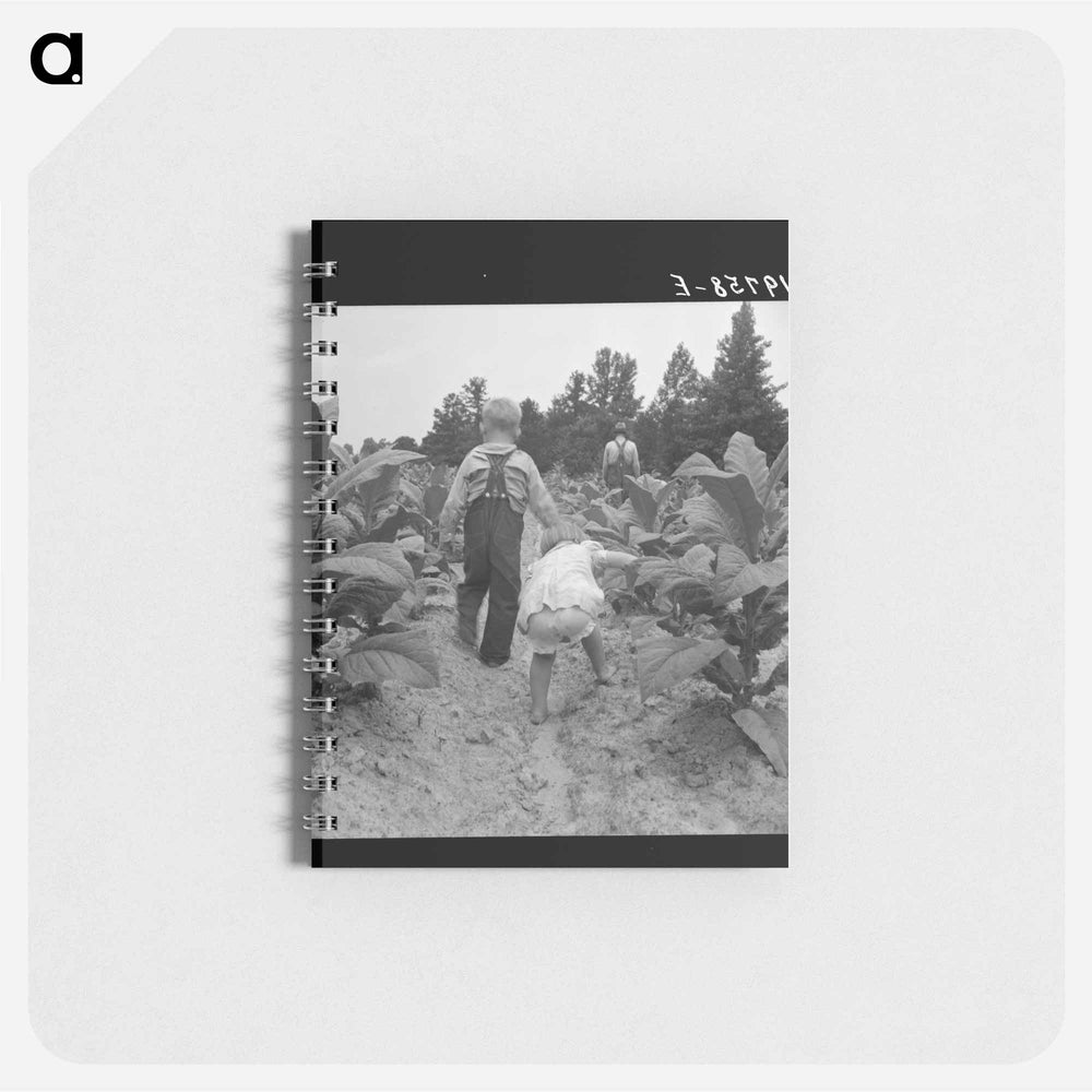 Children helping father, tobacco sharecropper, at work in tobacco patch - ドロテア ラング Memo.
