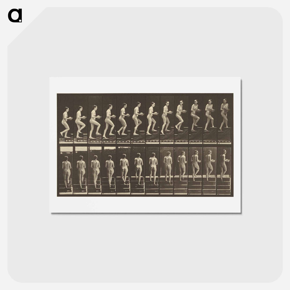 アートポストカード-Animal Locomotion
- エドワード マイブリッジ Postcard.