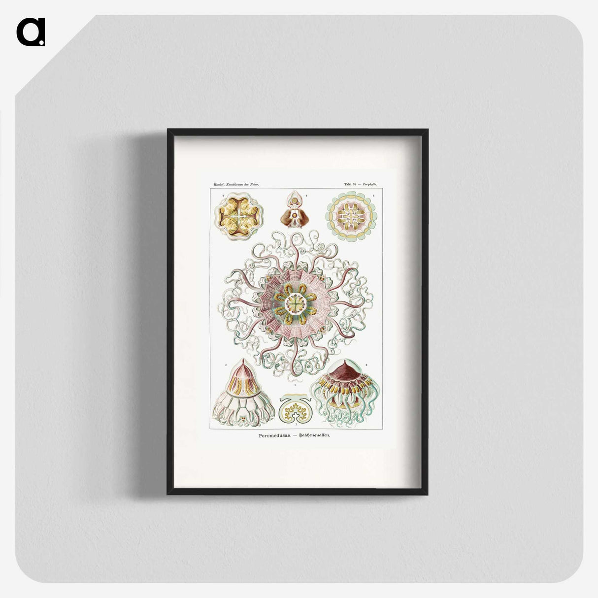 1-51_Ernst-Haeckel_blk