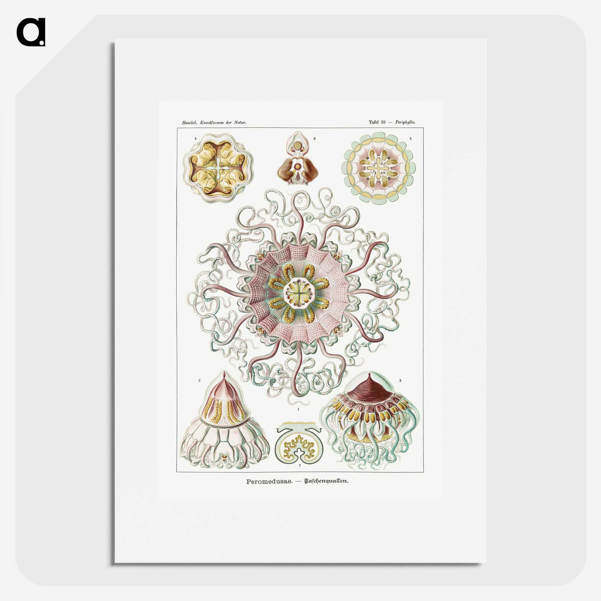 1-51_Ernst-Haeckel_picture