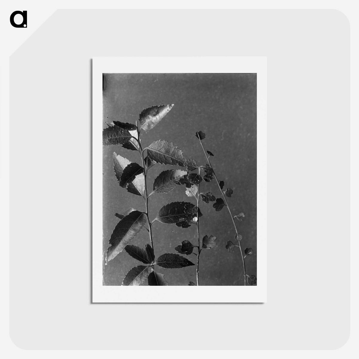 1-51_Frederick-Charles-Brockett_hagaki