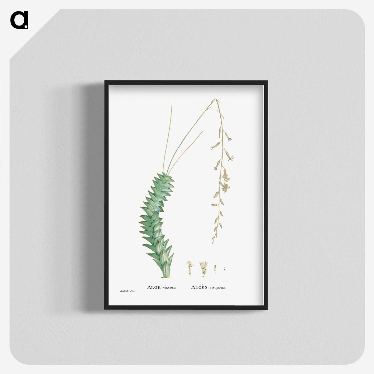1-51_Histoire-des-Plantes-Grasses_blk-crop