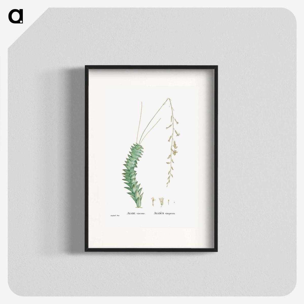 1-51_Histoire-des-Plantes-Grasses_blk