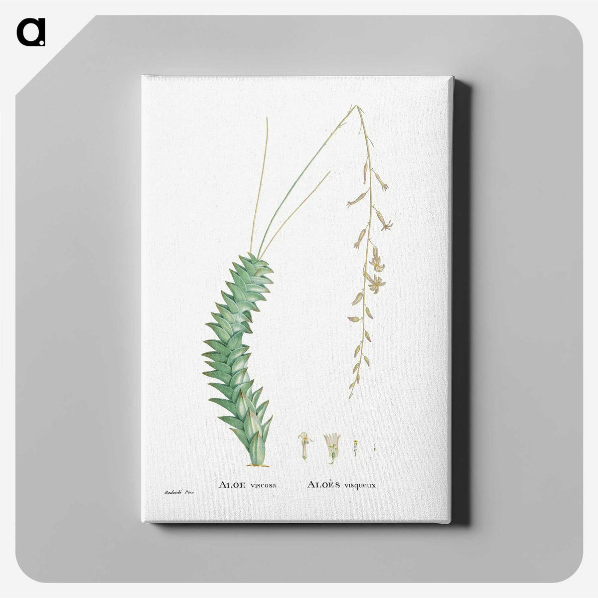 1-51_Histoire-des-Plantes-Grasses_canvas