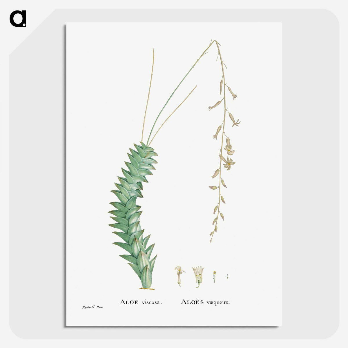 1-51_Histoire-des-Plantes-Grasses_picture-crop