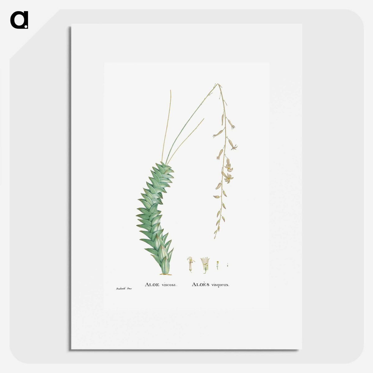 1-51_Histoire-des-Plantes-Grasses_picture