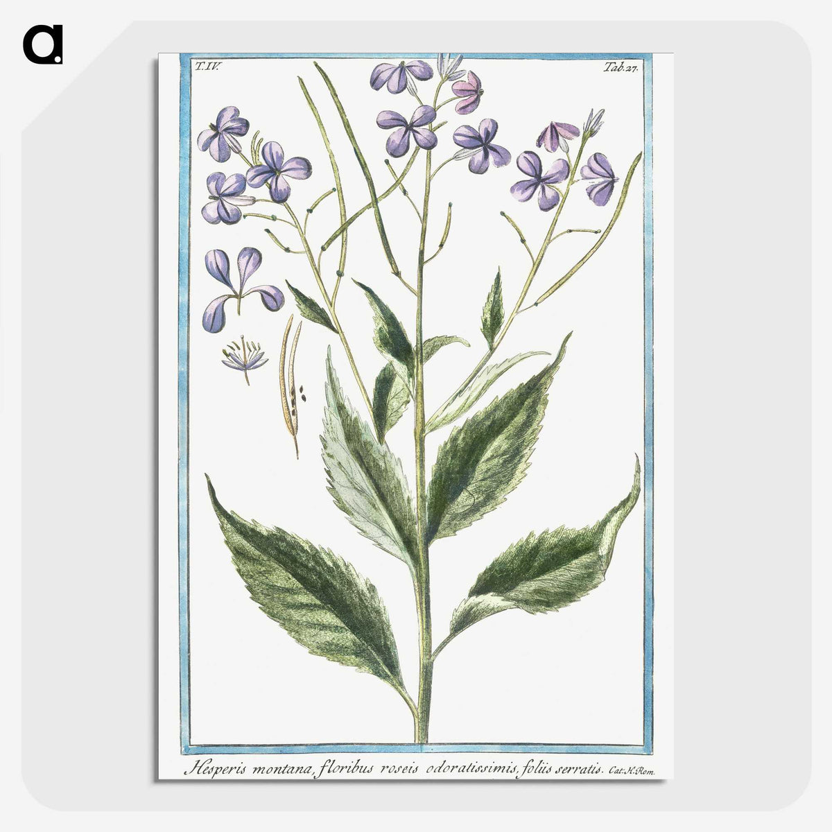 1-51_Hortus-Romanus-Botanical-Plates_picture-crop
