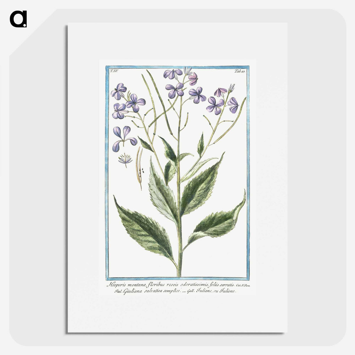 1-51_Hortus-Romanus-Botanical-Plates_picture