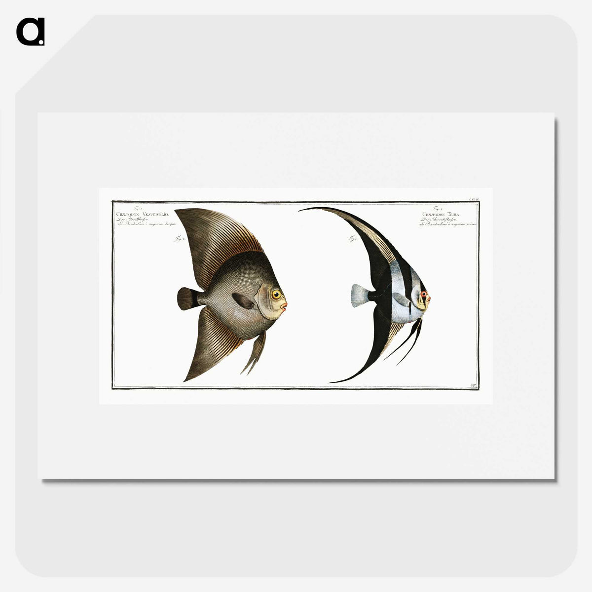 1-51_Ichtyologie-ou-Histoire-naturelle_picture