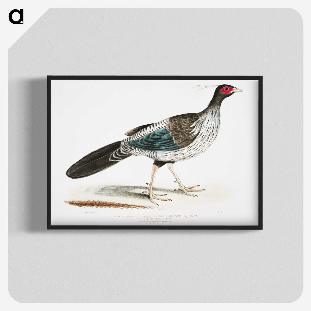 1-51_Indian-Zoology_blk-crop