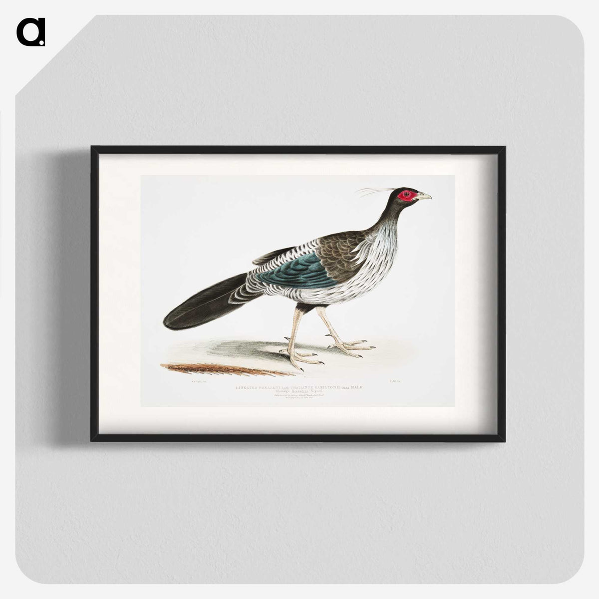 1-51_Indian-Zoology_blk