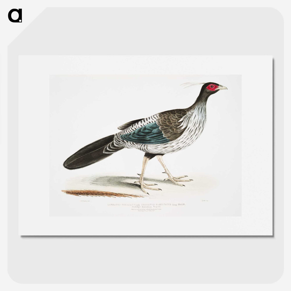 1-51_Indian-Zoology_picture