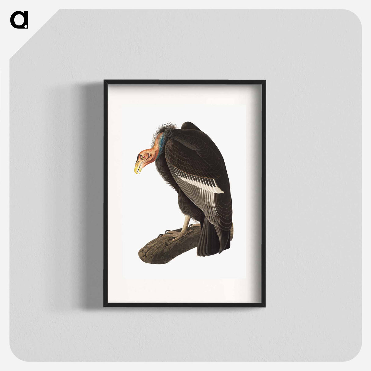 アートポスター-Californian Vulture
- ジョン ジェームス オーデュボン Poster.